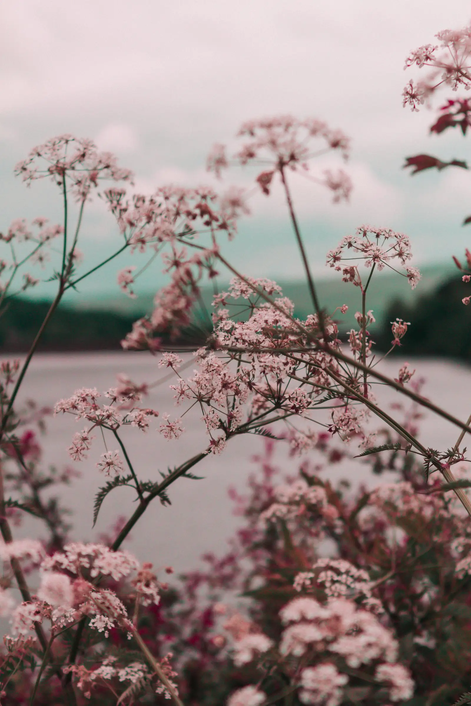 Meadow